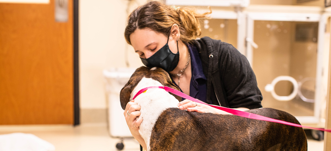 What is an Animal Dermatologist? DoveLewis